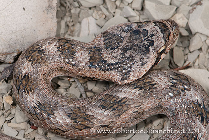 coronella da identificare